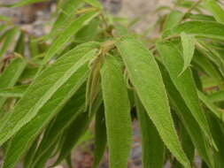 Image of Callicarpa pilosissima Maxim.