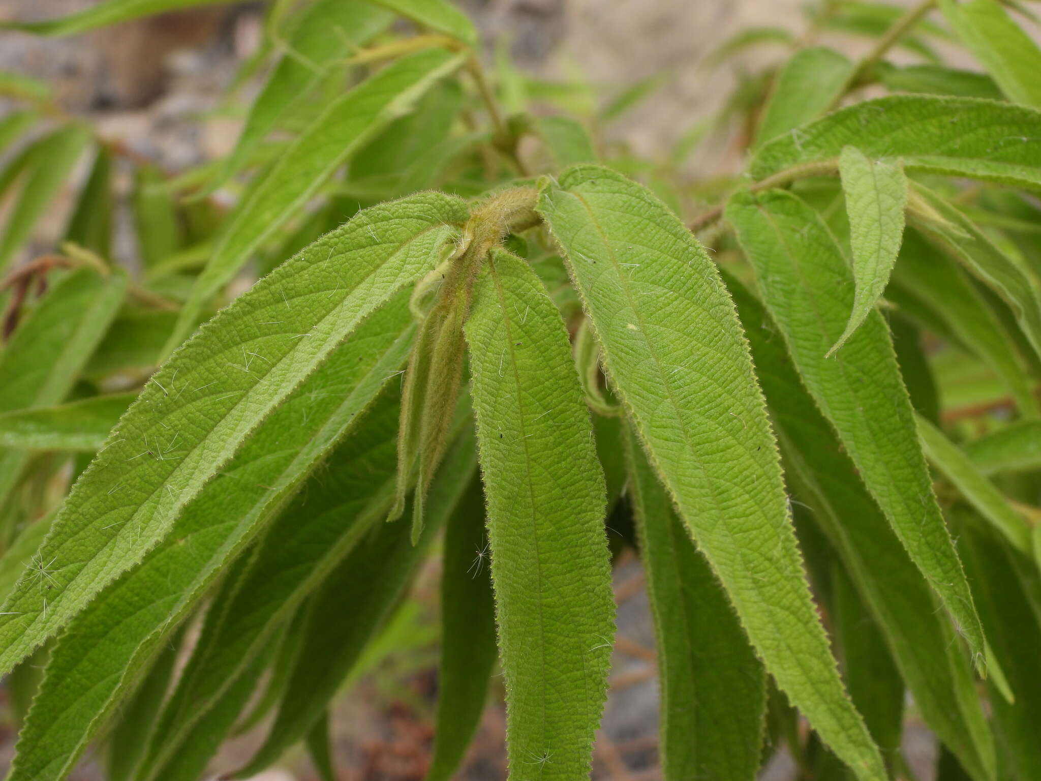 صورة Callicarpa pilosissima Maxim.