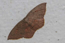 Image of Pseudhyria rubra Hampson 1891