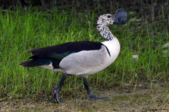 Image of Sarkidiornis Eyton 1838