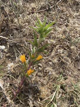 Image of Scolymus hispanicus subsp. occidentalis F. M. Vazquez