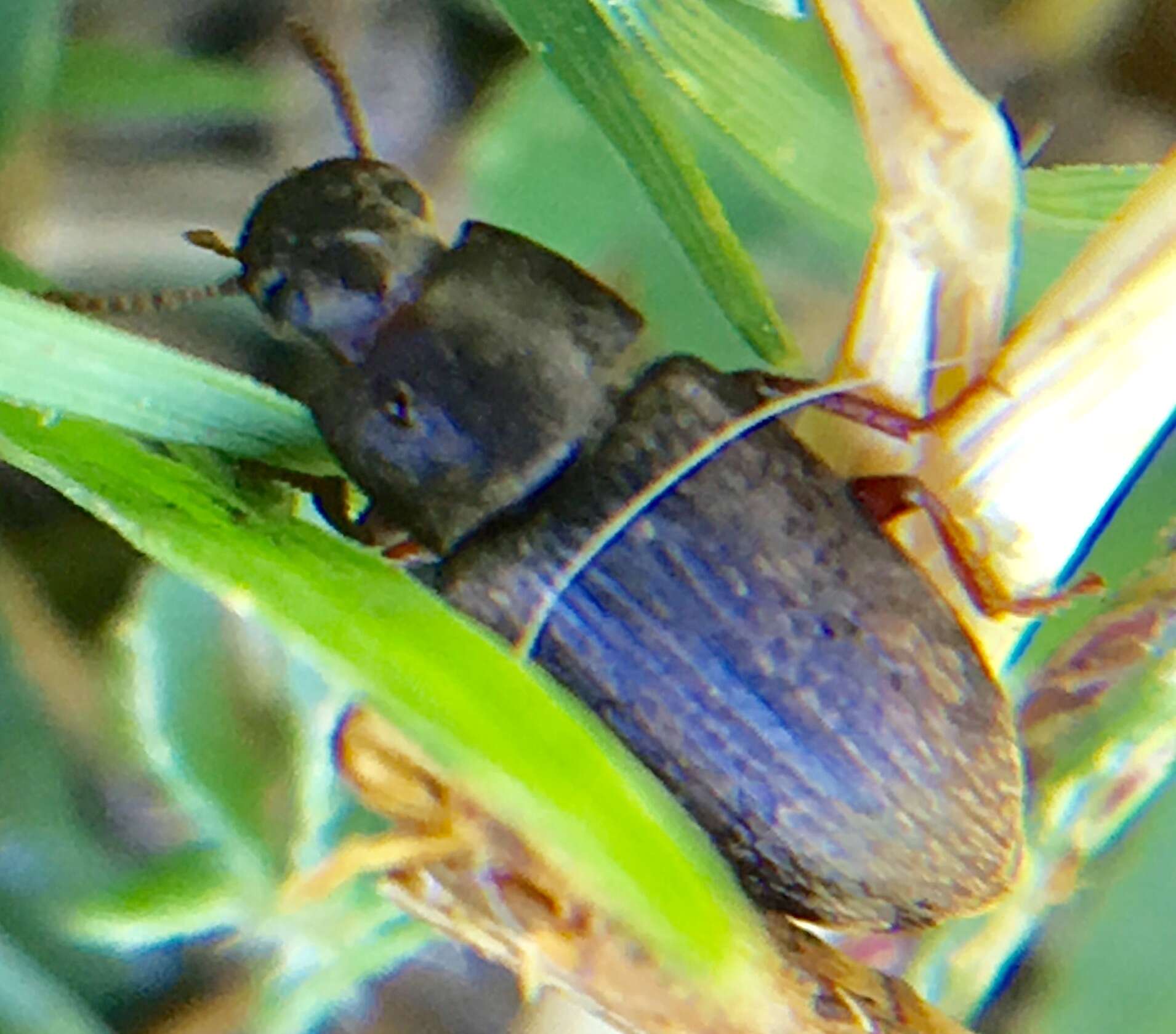 Image of Beetle