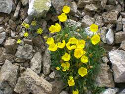 Image of Pirin poppy