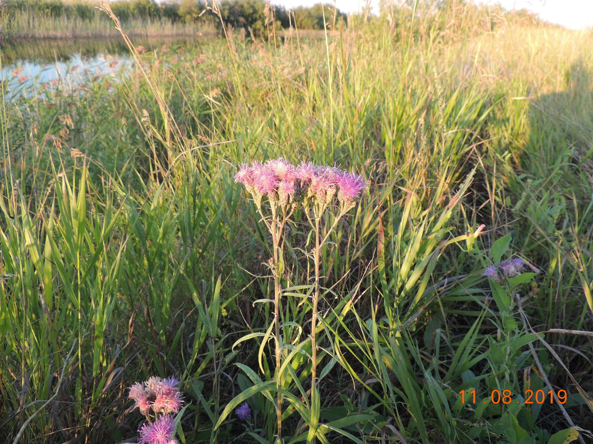 Imagem de Saussurea amara (L.) DC.