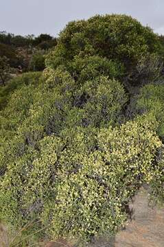 Image of Passerina truncata (Meissn.) Bredenk. & A. E. van Wyk