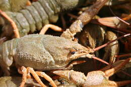 Image of Astacus leptodactylus