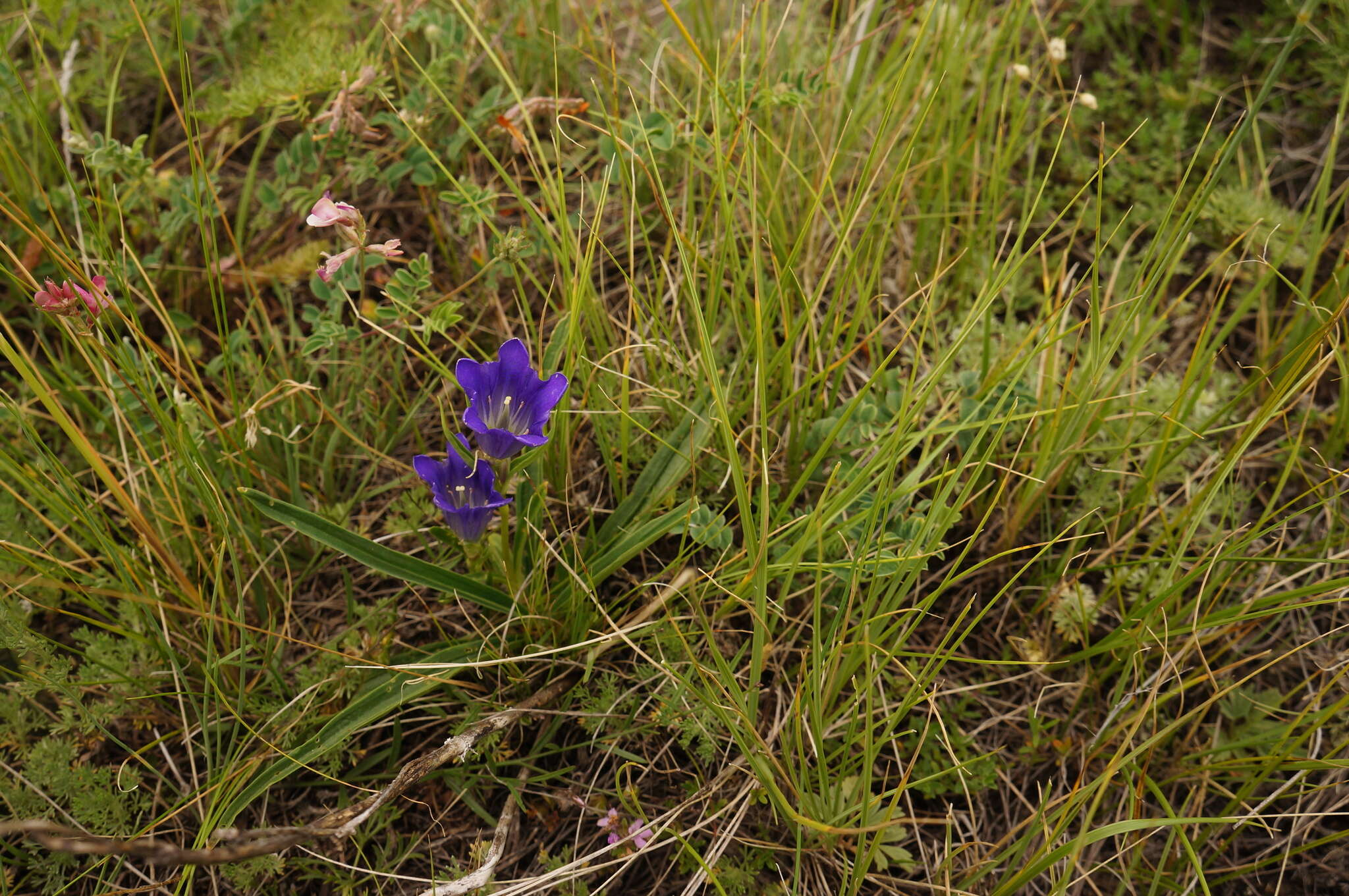 صورة Gentiana decumbens L. fil.