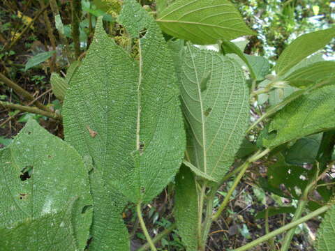 Image of Urera elata (Sw.) Griseb.