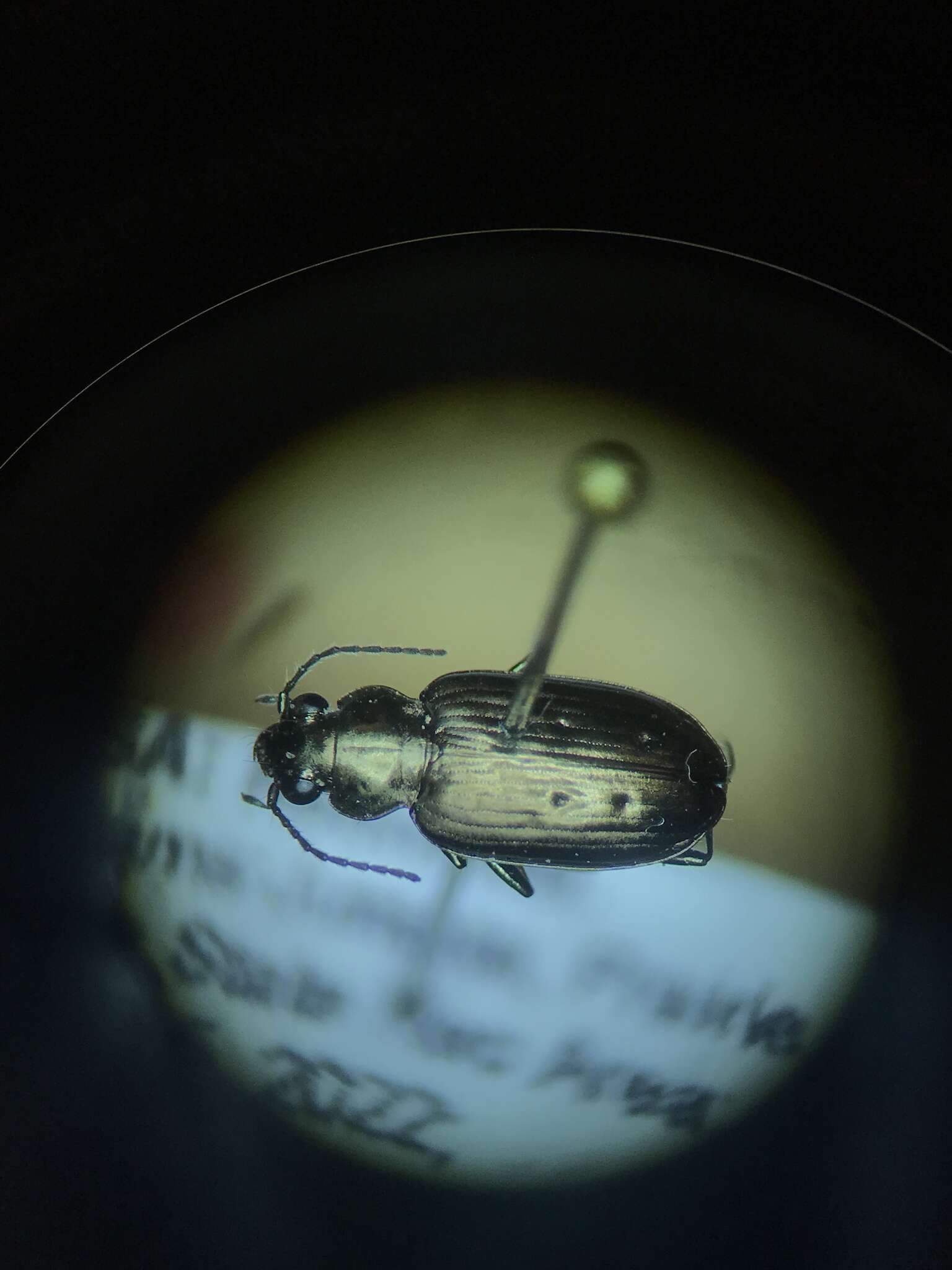 Image of Bembidion (Ochthedromus) bifossulatum (Le Conte 1852)