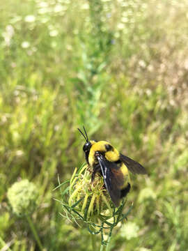 Image of Black and Gold Bumble bee