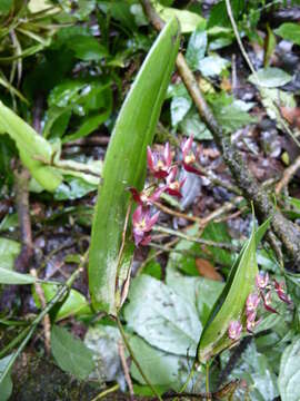 Image of Pleurothallis rowleei Ames