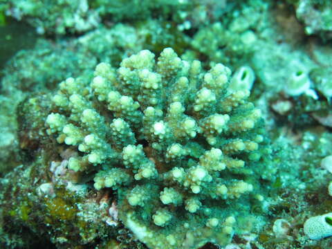 Imagem de Acropora nana (Studer 1879)