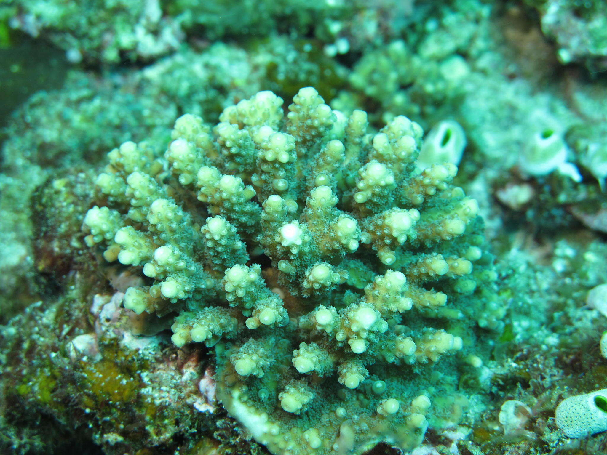 Acropora nana (Studer 1879)的圖片