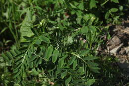 Image of Vicia balansae Boiss.