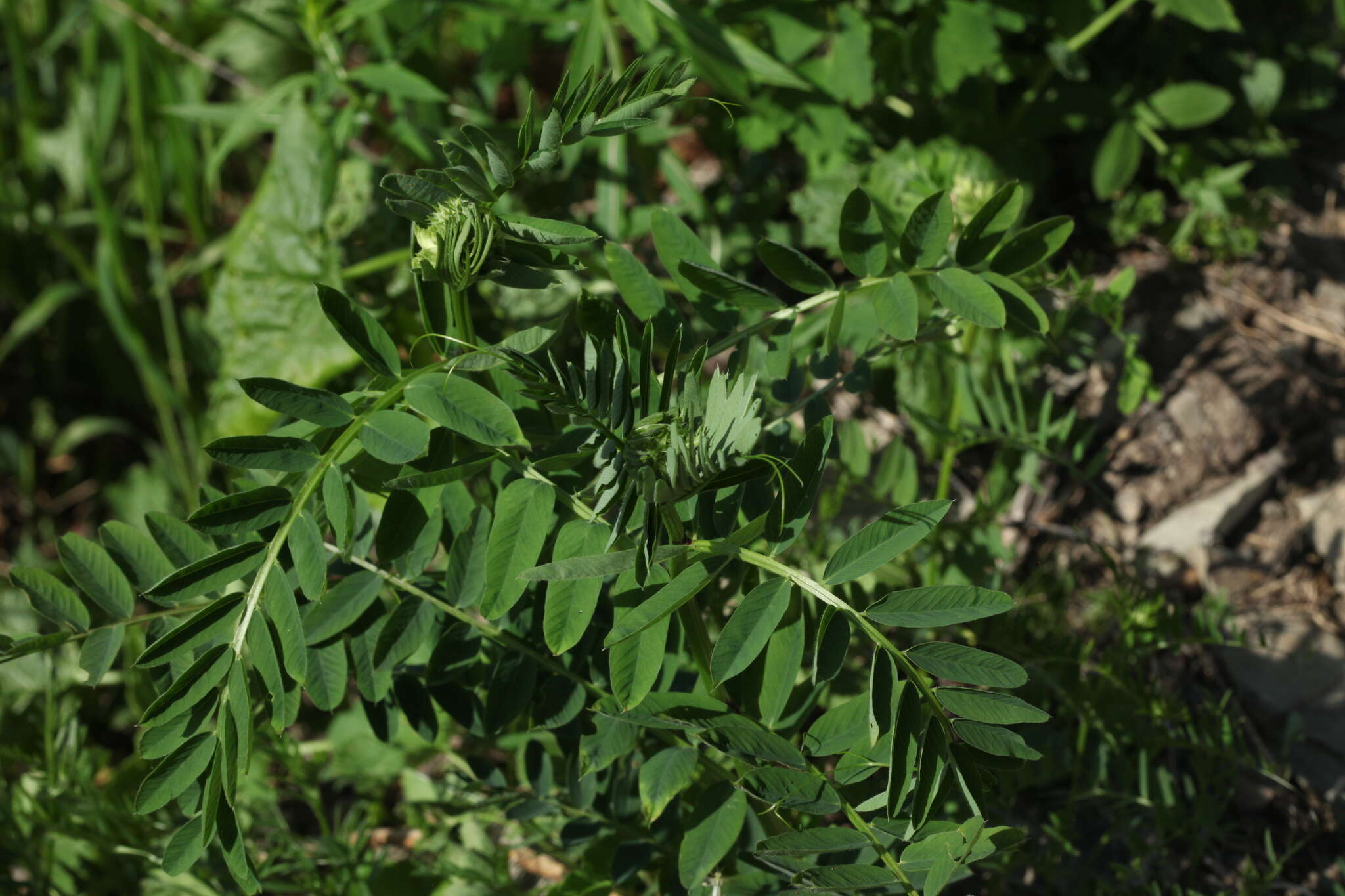 Image of Vicia balansae Boiss.