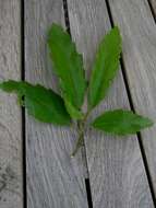 Image of Chestnut-leaved Oak