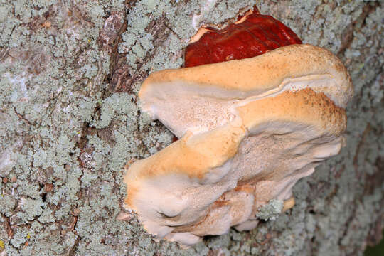 Imagem de Ganoderma sessile Murrill 1902