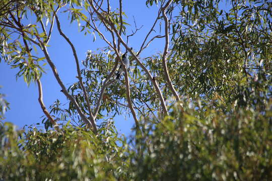 Image of Grey Butcherbird