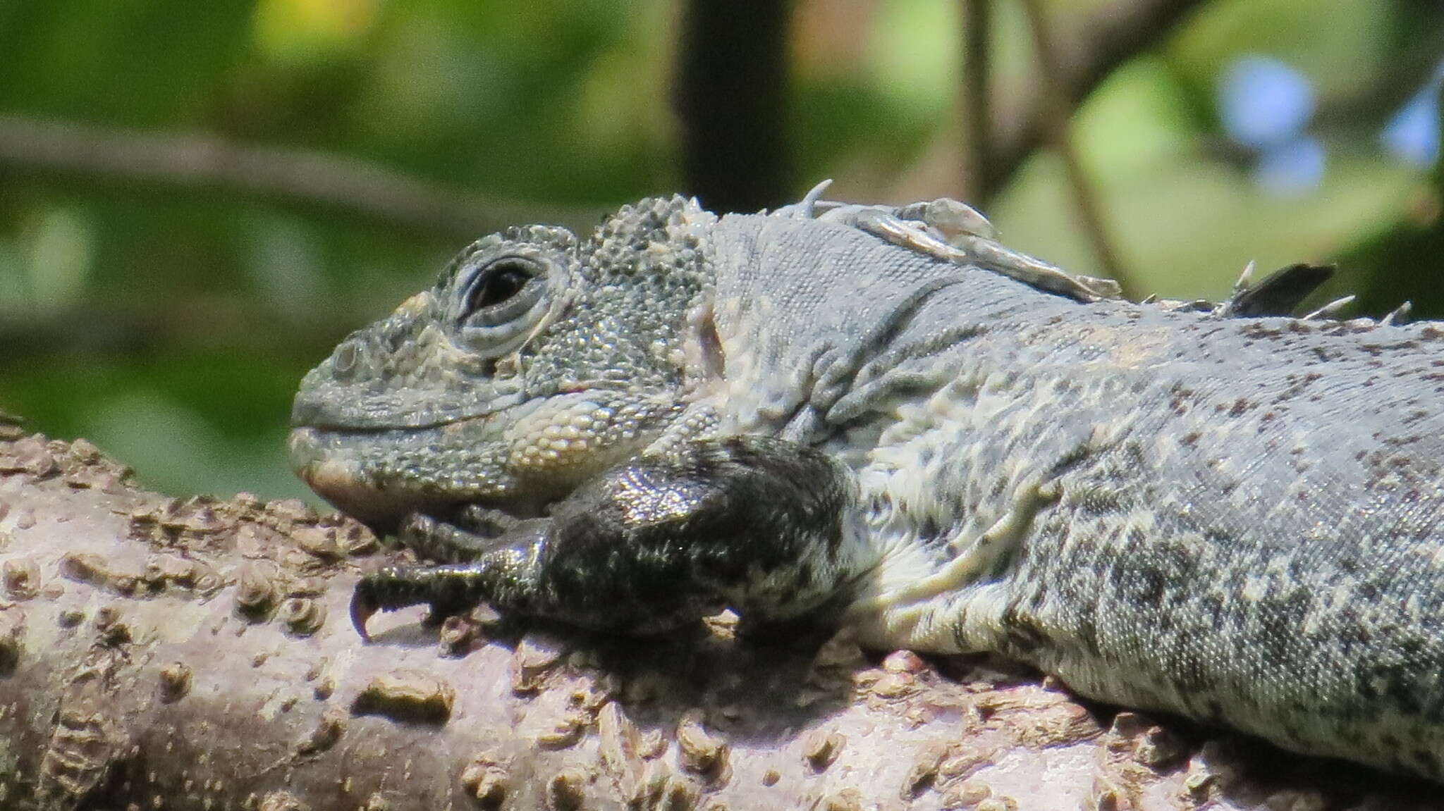 Image of Baker's Spinytail Iguana