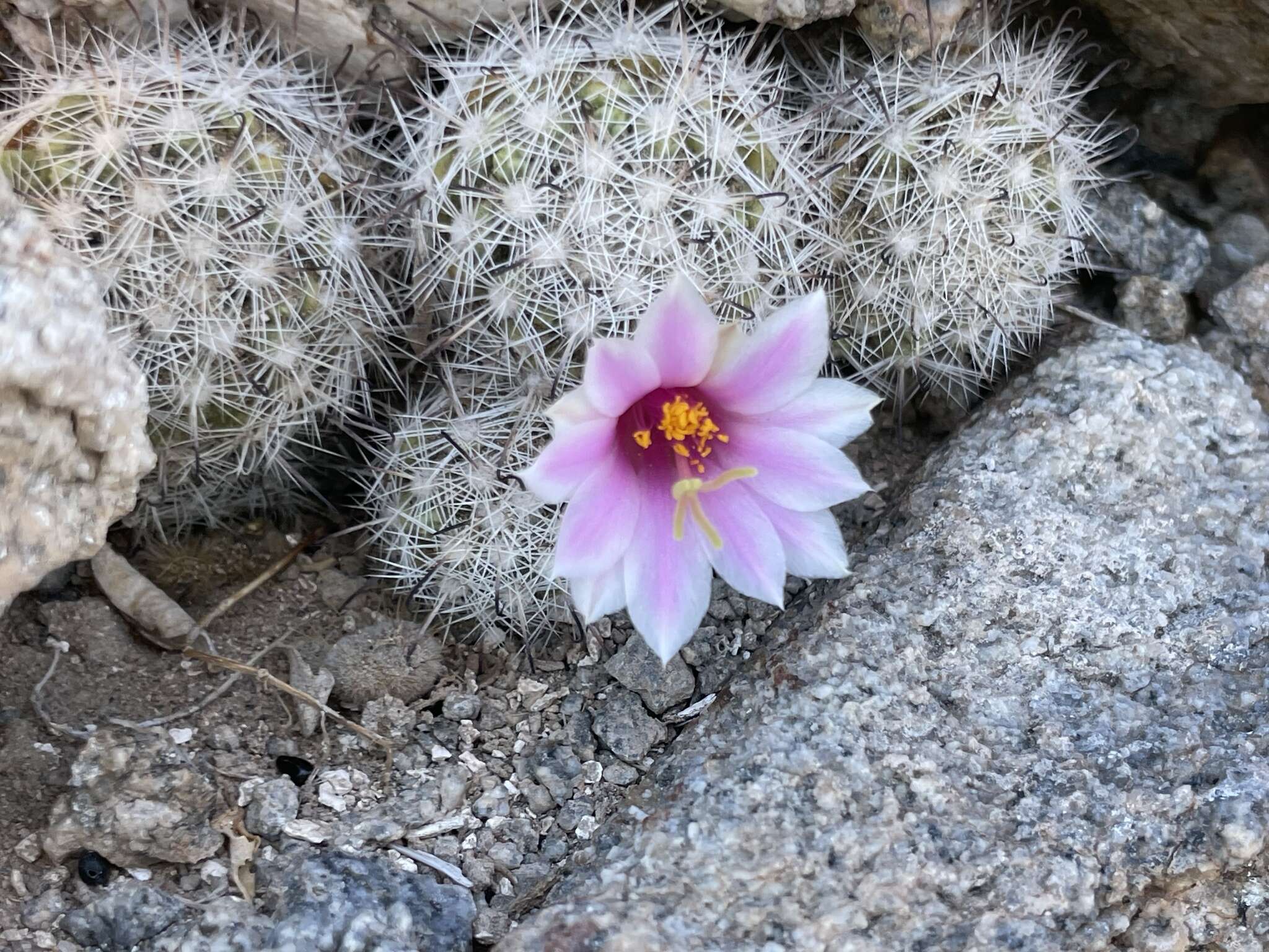 Mammillaria insularis H. E. Gates的圖片