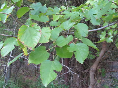 Image of white mulberry