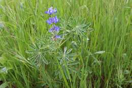 Image of Lupinus cosentinii Guss.