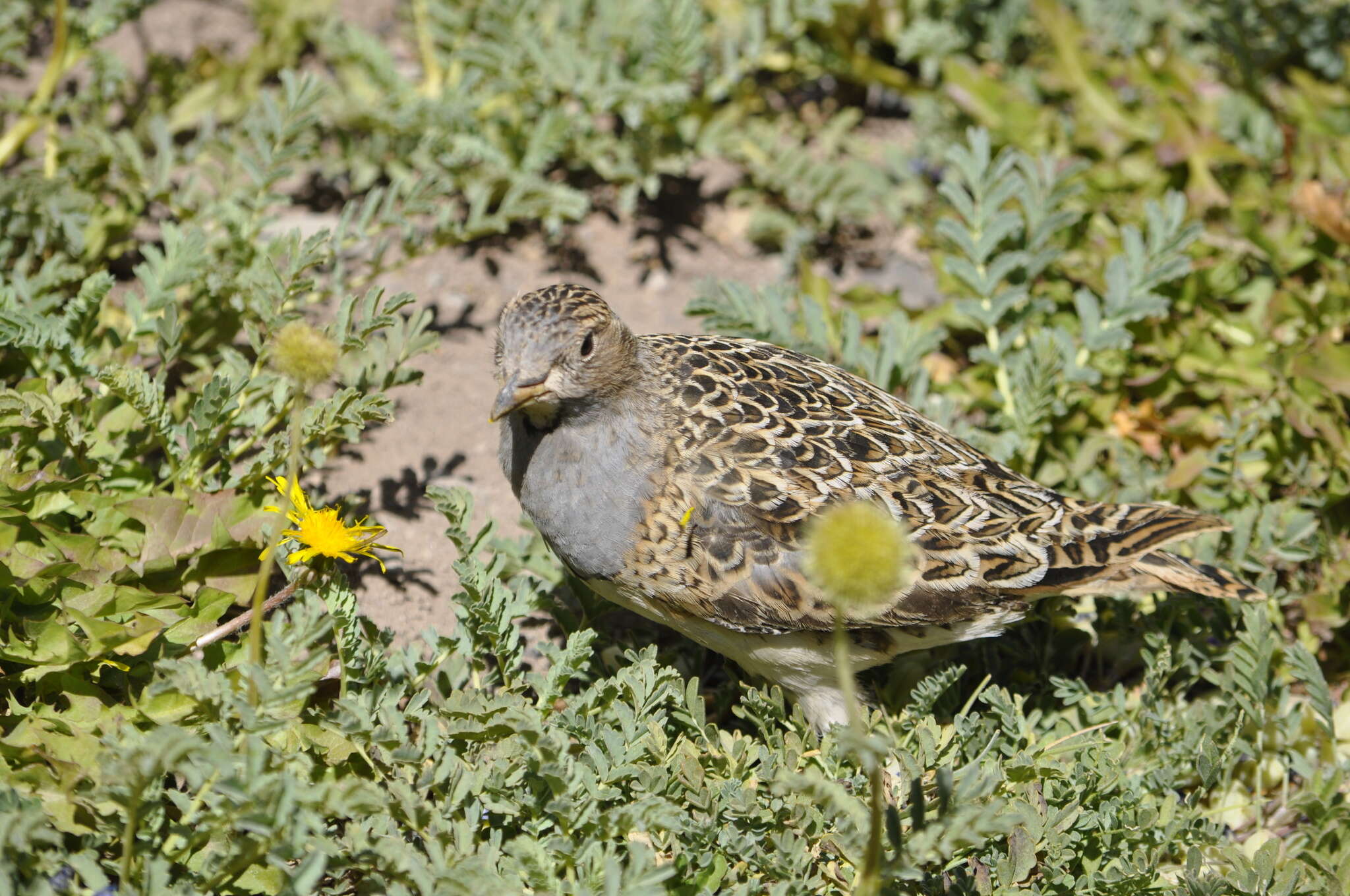 Image de Thinocorus Eschscholtz 1829