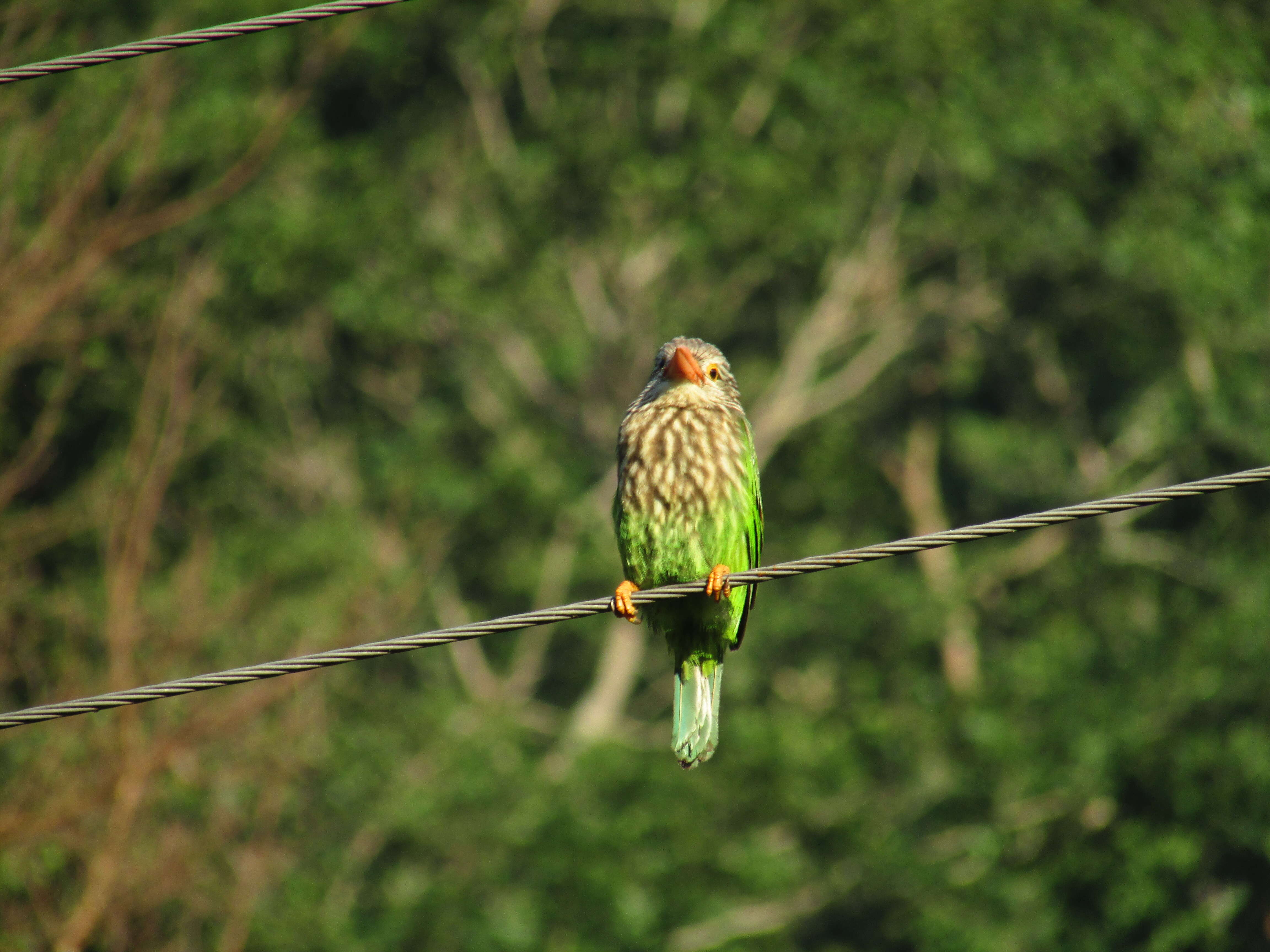 Psilopogon lineatus (Vieillot 1816) resmi