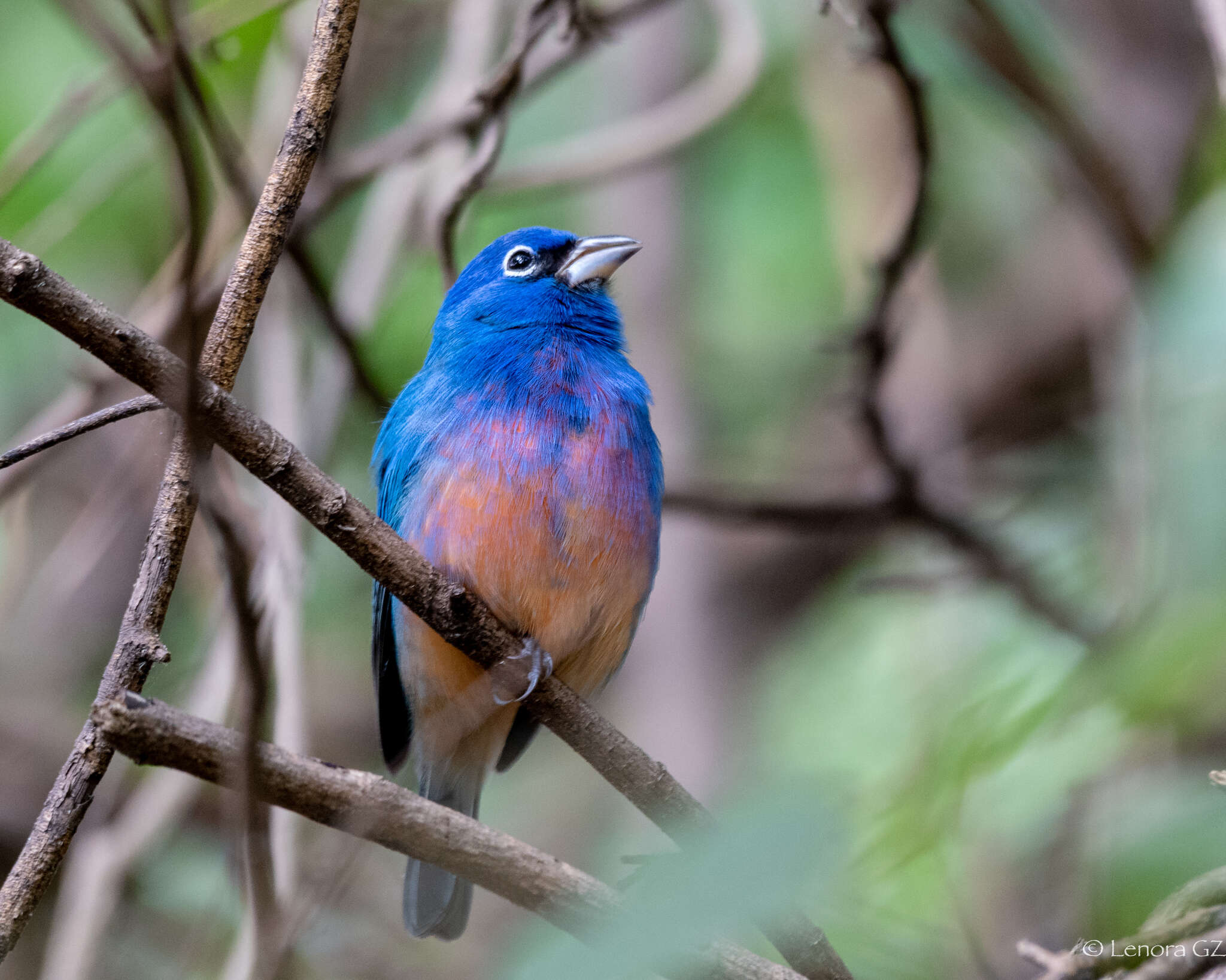 Image of Rose-bellied Bunting