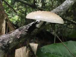 Image of Oudemansiella exannulata (Cleland & Cheel) R. H. Petersen 2010