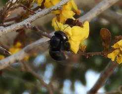 Imagem de Xylocopa muscaria (Fabricius 1775)