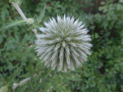 Image of Echinops sphaerocephalus L.