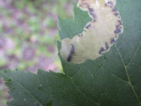 Image of Maple Leafblotch Miner