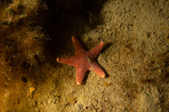 Image of Cycethra