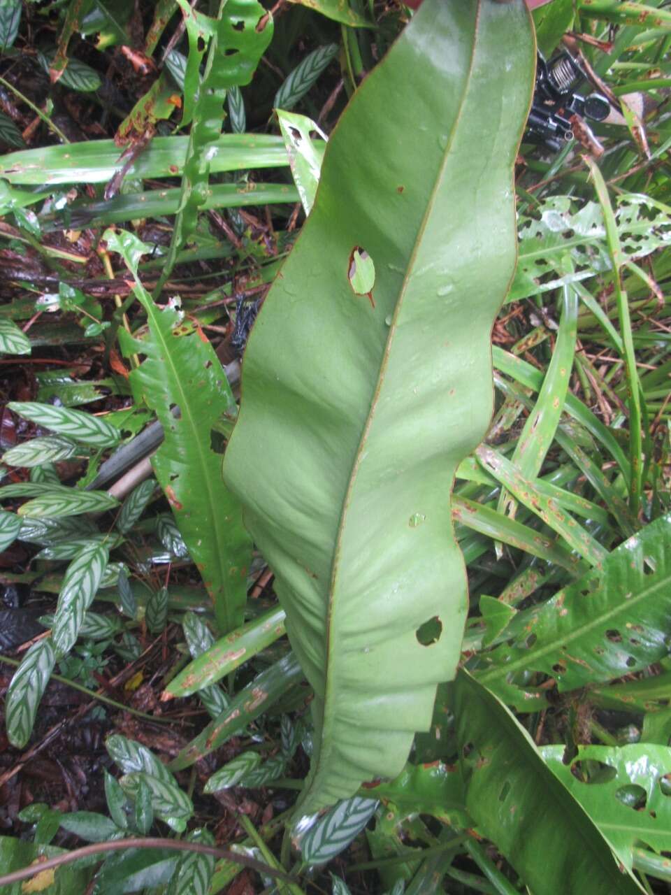 Image de Anthurium raimundii Mayo, Haigh & Nadruz