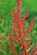 Image de Rumex stenophyllus Ledeb.