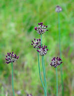 Allium scorodoprasum L.的圖片