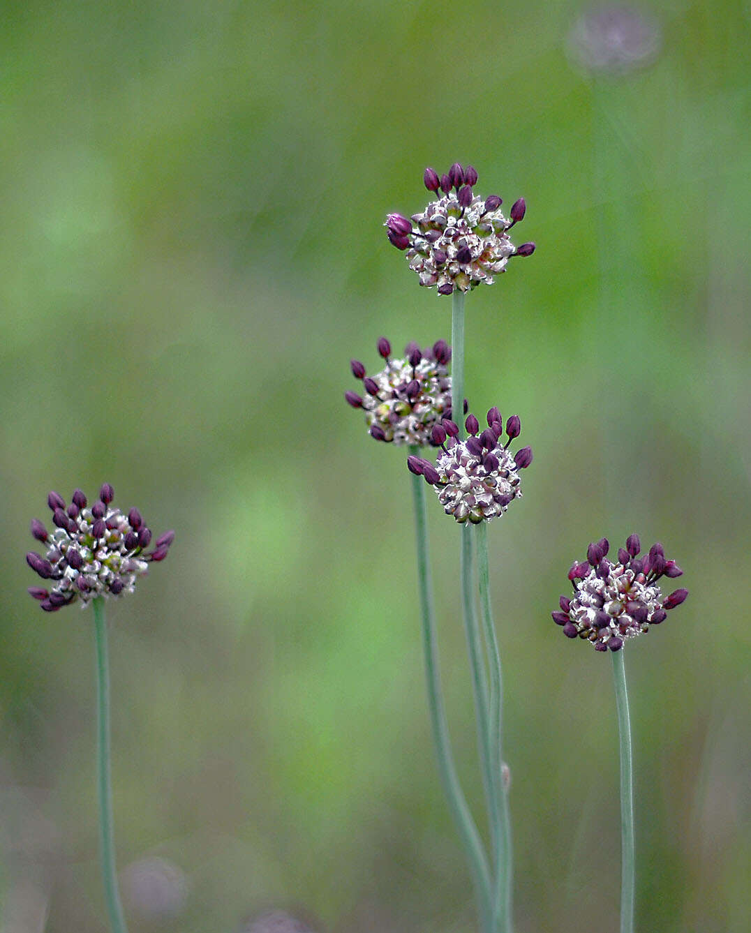 Allium scorodoprasum L.的圖片