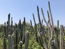 Imagem de Pilosocereus ulei (K. Schum.) Byles & G. D. Rowley