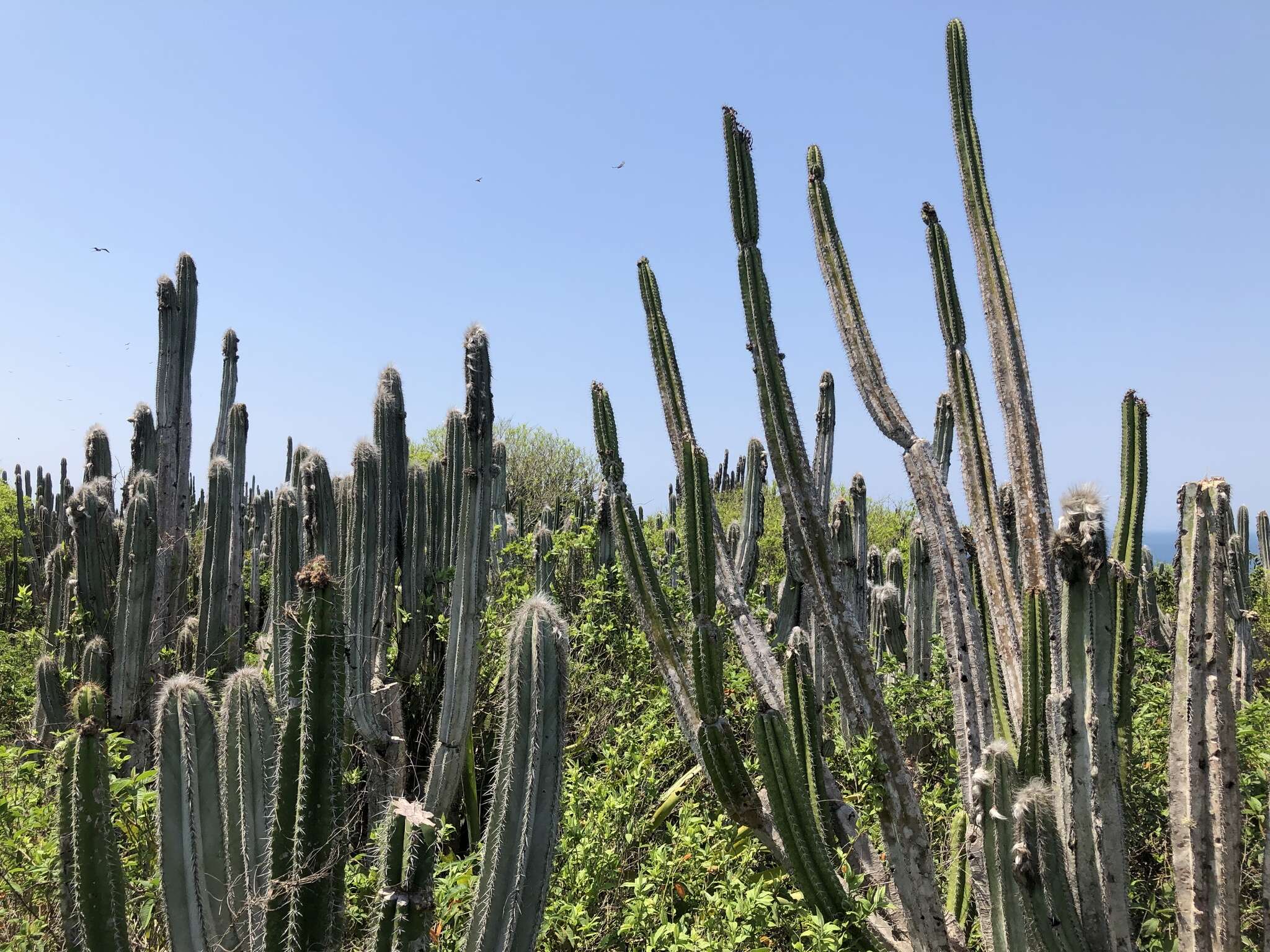 Imagem de Pilosocereus ulei (K. Schum.) Byles & G. D. Rowley