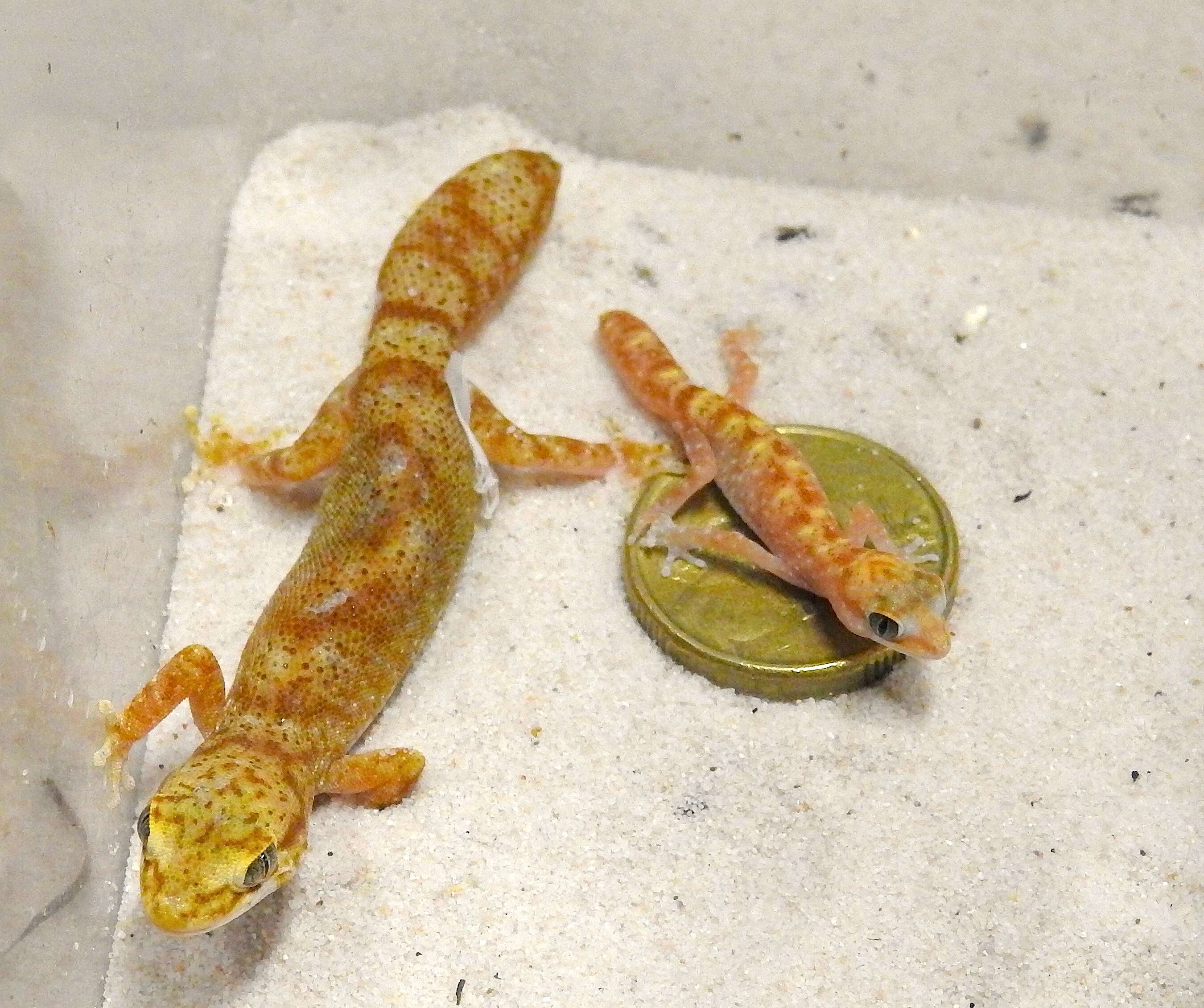 Image of Tesselated Gecko