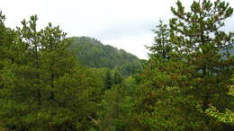 Image of Silver Fir