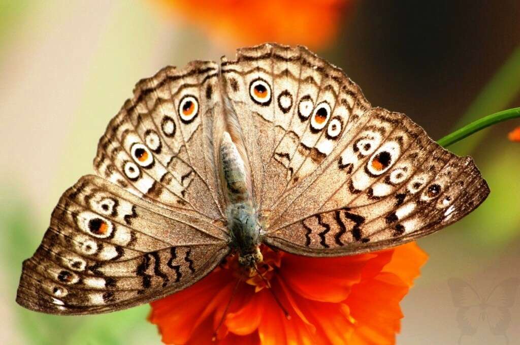 Image of Grey Pansy Butterfly