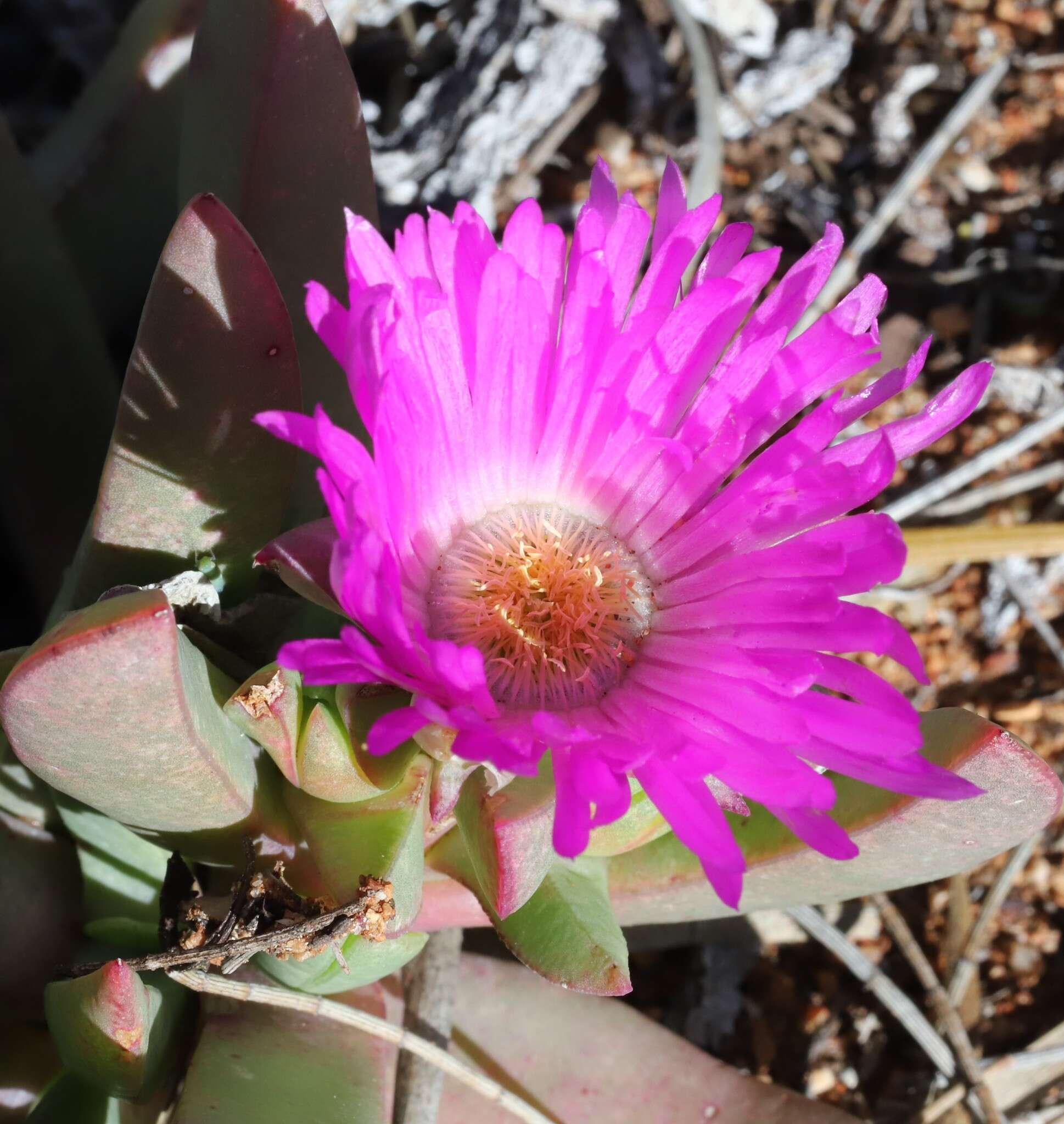 Imagem de Carpobrotus aequilaterus (Haw.) N. E. Br.