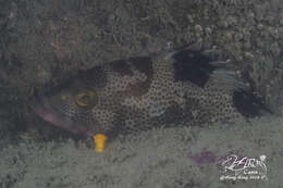 Image of Banded reef-cod