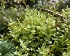 Image of tall thyme-moss