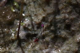 Image of Utricularia minutissima Vahl