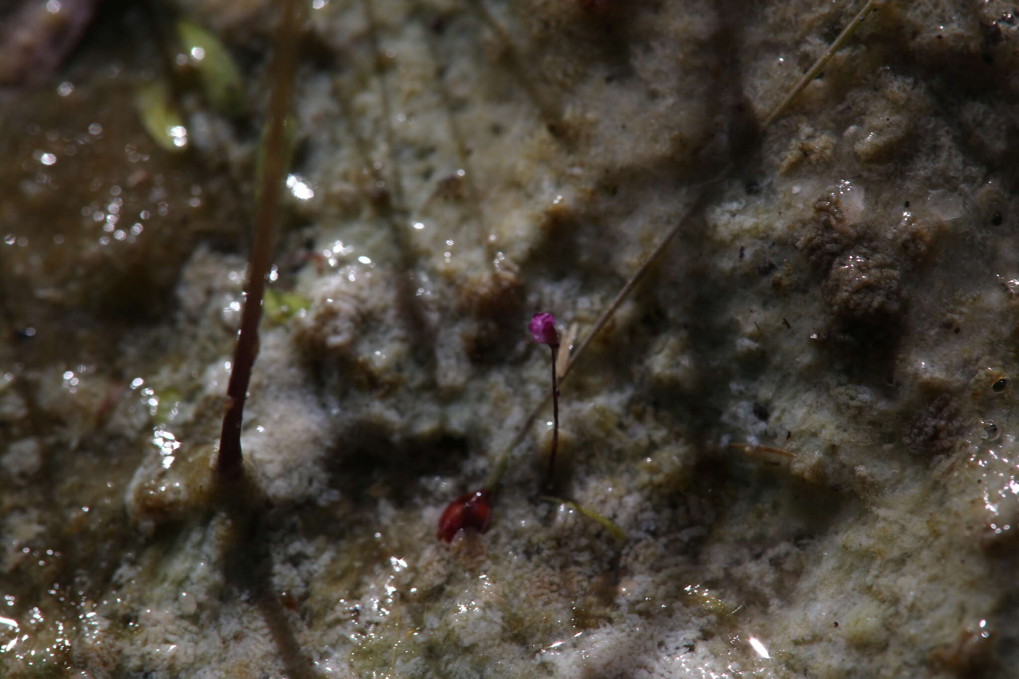 Image of Utricularia minutissima Vahl