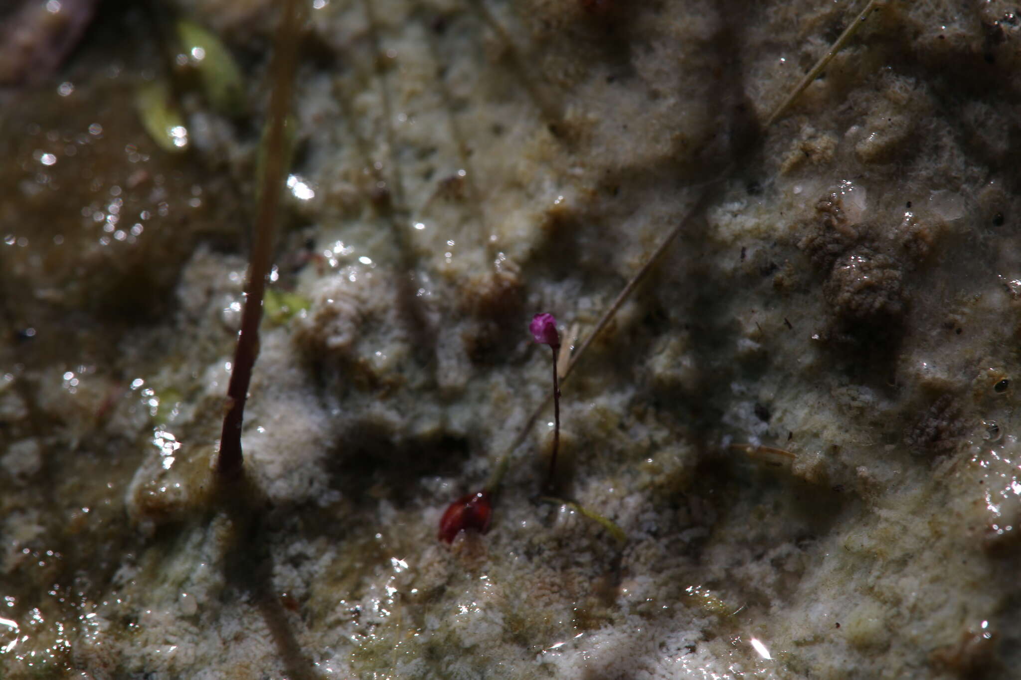 Image de Utricularia minutissima Vahl