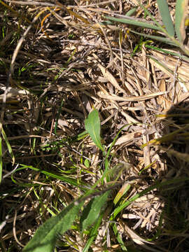 Image of Hieracium morii Hayata